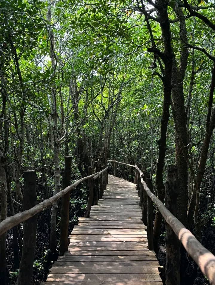Jozani Forest & Butterfly Centre